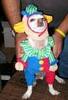 pet costume - the BAD clown