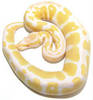 Albino Ball Python