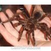 Goliath Bird Eating Spider