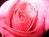 pink rose!