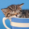 a cup of cat 