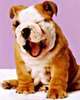 wink, wink, nudge, nudge