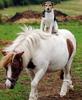 A Pony Ride