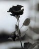 a Black Rose
