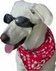 Goggles Doggles 4 dogs pets