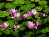 Coy Pond &amp; Water Lillies 4U