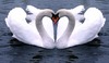 Love Swans