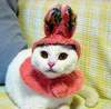 Cute cat ''easter bunny'' =)