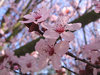 rare pink blossoms