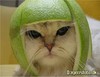 eco cat helmet