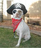 pirate dog