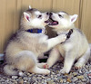 a puppy kiss