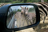 A safari ride