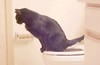 cat on toilet