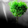 Growing Heart