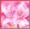 Pink Lilies ♥