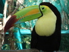 a lovely tucan called Alex