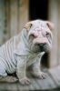 Sharpei Puppy