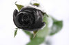 black rose