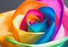 rainbow rose