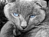 Blue eyed cat