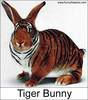 Tiger Bunny!!!