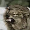 Mean Wolfie