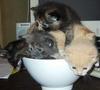 a bowl of cuteness!