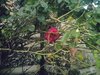 A single wild rose  