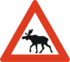 beware moose