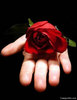 Handing you a rose !
