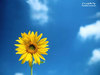 Sunflower for a lovely friend