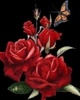 roses for u ... :))