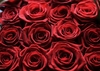 Red Roses