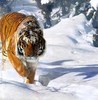 Siberian Tiger