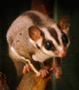 Sugar Glider