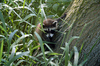 Stalky Racoon is following you.