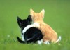 a kitty hug of love