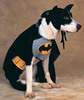 BatDoggy