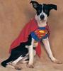 SuperDog