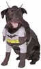 BatDog