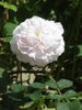 White Rose