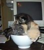 Bowl Of Cats ^_^