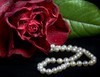 Rose &amp; Pearls