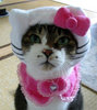 Sersy Kitty Hat