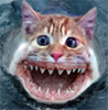 Shark Cat